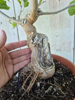 Morera terrina bonsai