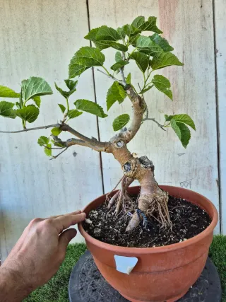 Morera terrina bonsai