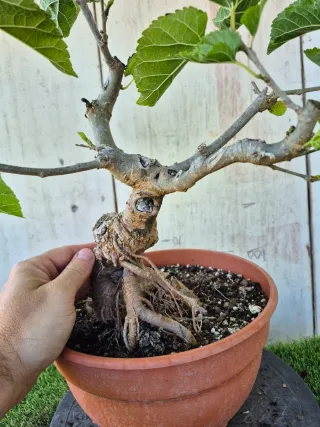 Morera terrina bonsai