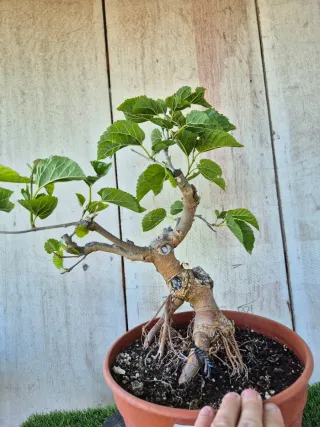 Morera terrina bonsai