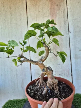 Morera terrina bonsai