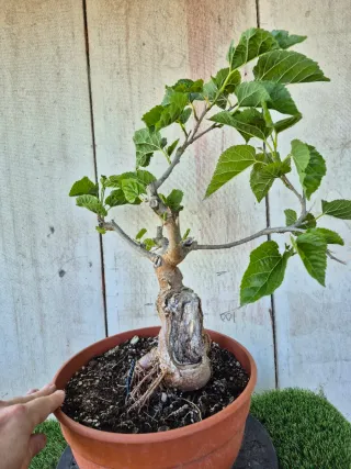 Morera terrina bonsai