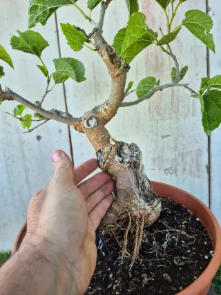 Morera terrina bonsai