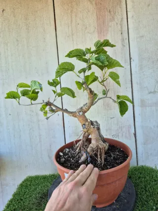 Morera terrina bonsai