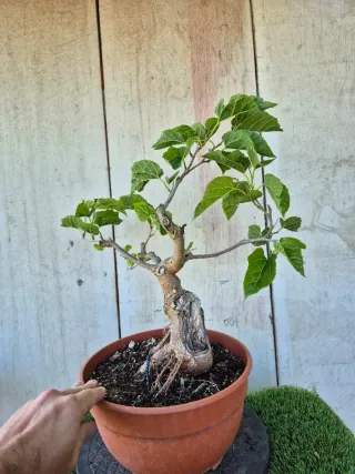 Morera terrina bonsai