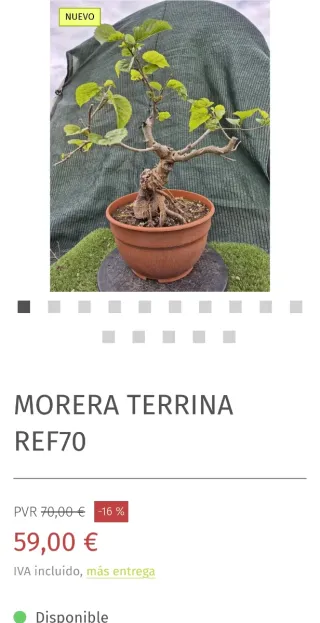 Morera terrina bonsai
