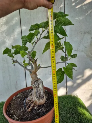 Morera terrina bonsai