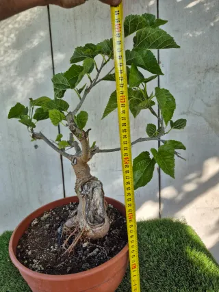 Morera terrina bonsai