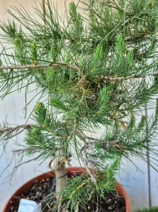 Pre-bonsai Pino Halepensis Terrina