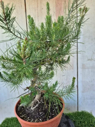 Pre-bonsai Pino Halepensis Terrina