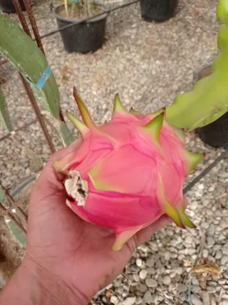 Esquejes Pitaya Autopolinizantes