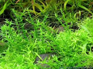 Gratiola viscidula Ramo 10 tallos plantas acuario