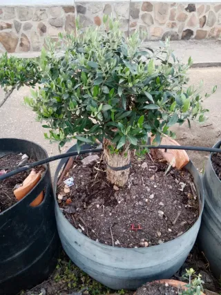 Olivo bonsai