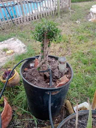 Olivo bonsai