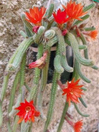 begonia de interior/exterior en maceta