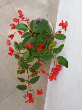 begonia de interior/exterior en maceta