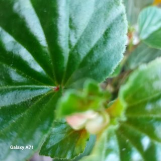 begonia de interior/exterior en maceta