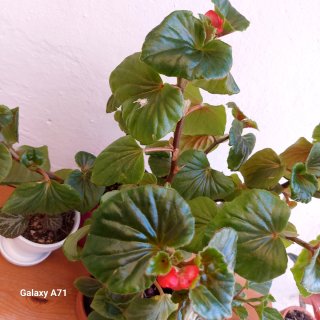 begonia de interior/exterior en maceta