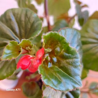 begonia de interior/exterior en maceta