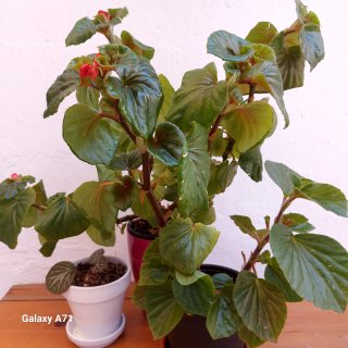 begonia de interior/exterior en maceta