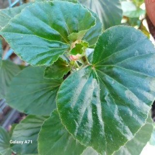 begonia de interior/exterior en maceta