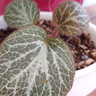 begonia de interior/exterior en maceta