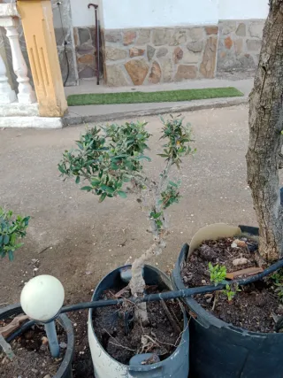 Bonsái Olivo