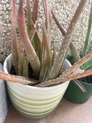 Planta Aloe Vera con Maceta