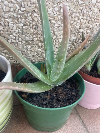 Planta Aloe Vera con Maceta