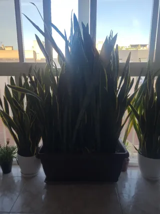 Sansevieria Planta de Interior