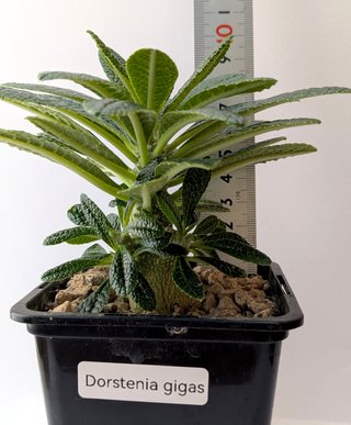 Dorstenia gigas de semilla