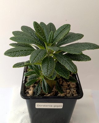Dorstenia gigas de semilla