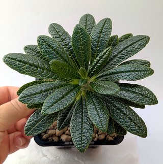 Dorstenia gigas de semilla