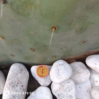 Fico d'India Opuntia Pala Tonda