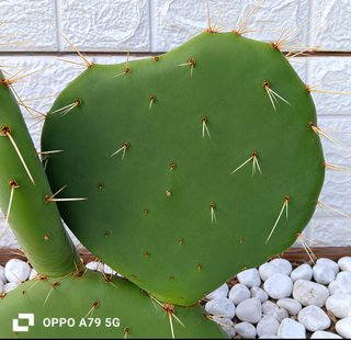 Fico d'India Opuntia Pala Tonda