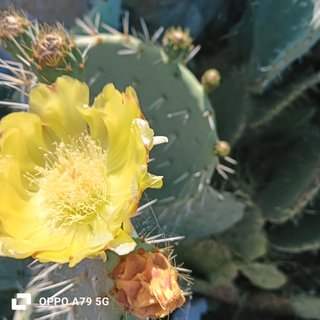 Fico d'India Opuntia Pala Tonda