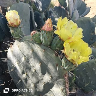 Fico d'India Opuntia Pala Tonda