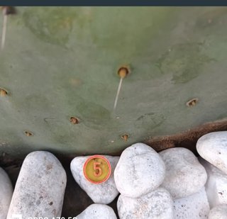 Fico d'India Opuntia Pala Tonda