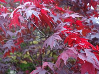acer japonicum aceri verdi e rossi bloodgood