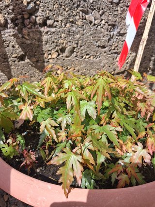acer japonicum aceri verdi e rossi bloodgood