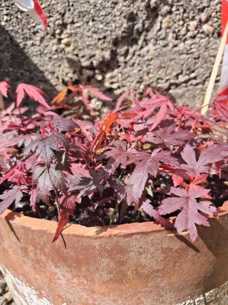 acer japonicum aceri verdi e rossi bloodgood