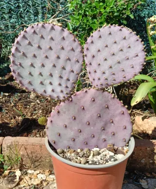 Opuntia Santa Rita Cactus Morado
