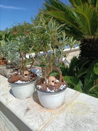 Composizione Tris Mini Ulivo Bonsai