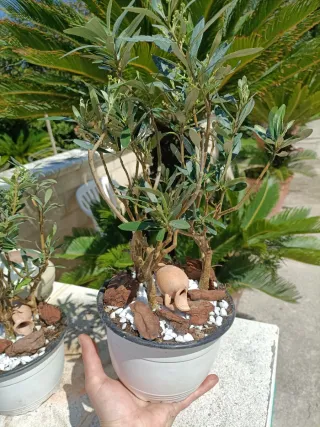 Composizione Tris Mini Ulivo Bonsai
