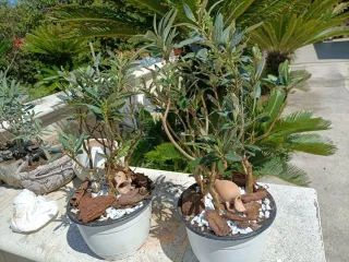 Composizione Tris Mini Ulivo Bonsai