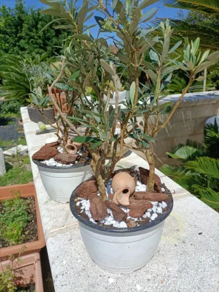 Composizione Tris Mini Ulivo Bonsai