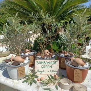 Composizione Tris Mini Ulivo Bonsai