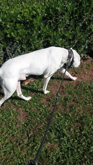 Paseadora de perros