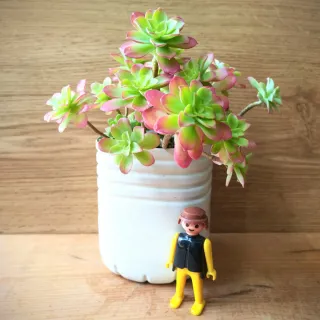 "SEDUM PALMERI" Planta Suculenta