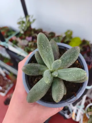 Echeveria purple dark